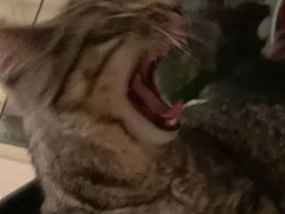 猫语传情：妹妹不敢说出口的秘密