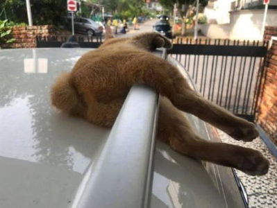 猫步轻移，车尾失控：揭秘人类与猫的操控差异