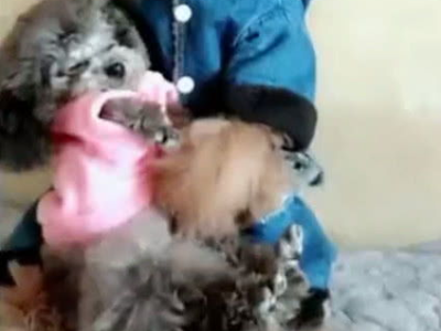 狗狗助力，笑够了就携手共建美好家园