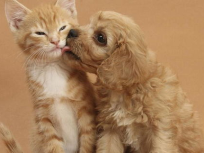 狗狗视角：揭秘小猫犯罪全过程的惊心动魄一幕